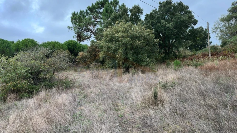 Terreno para Venda em Nossa Senhora do Pópulo, Coto e São Gregório Foto 16