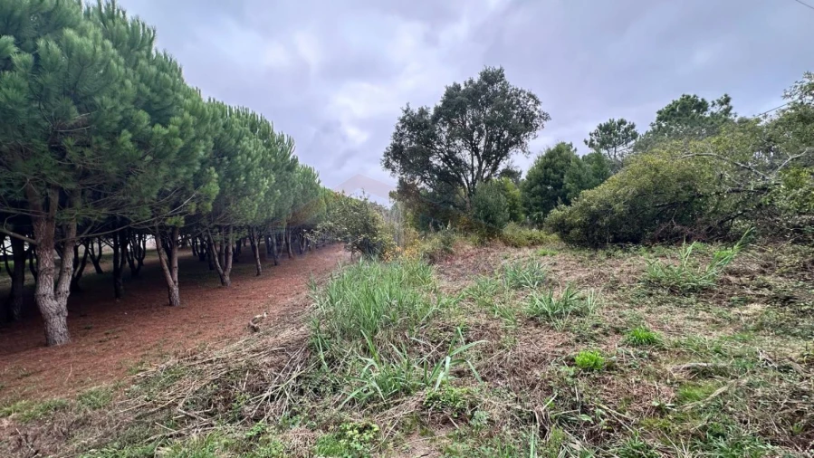 Terreno para Venda em Nossa Senhora do Pópulo, Coto e São Gregório Foto 14