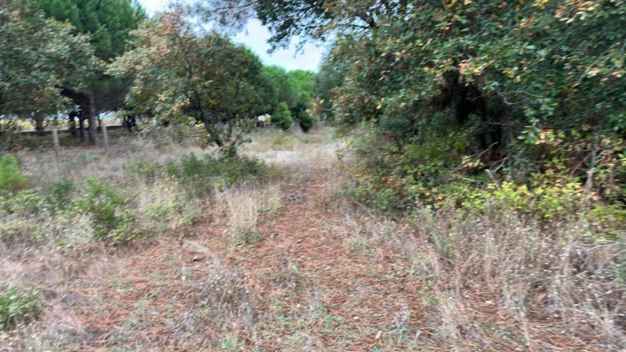 Terreno para Venda em Nossa Senhora do Pópulo, Coto e São Gregório Foto 17