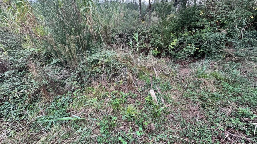 Terreno para Venda em Nossa Senhora do Pópulo, Coto e São Gregório Foto 9