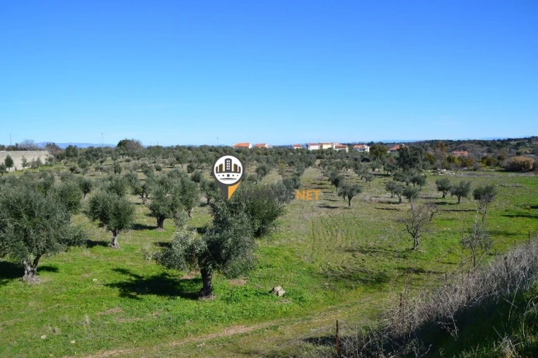 Terreno para Venda em Castelo Branco Foto 4