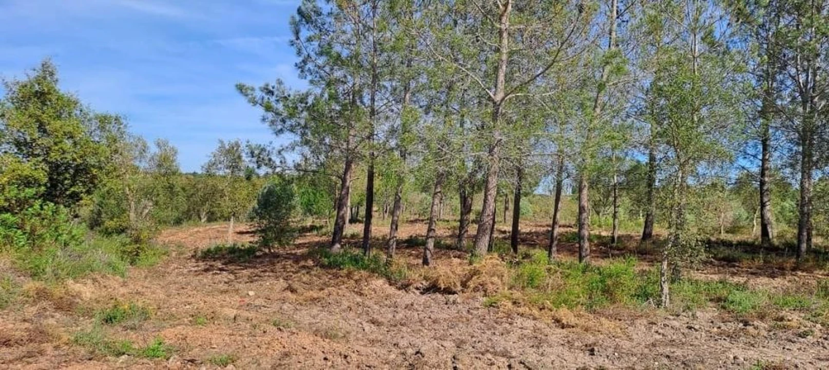 Terreno para Venda em Bemposta Foto 27