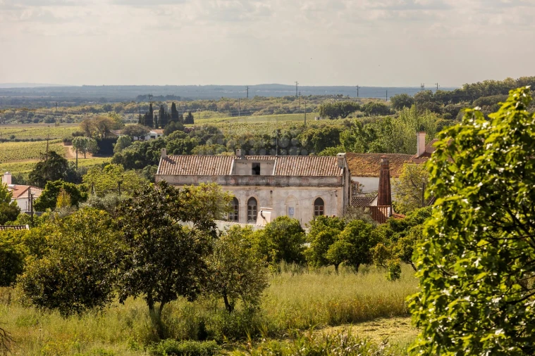 Quinta T10 para Venda em Estremoz (Santa Maria e Santo André) Foto 1