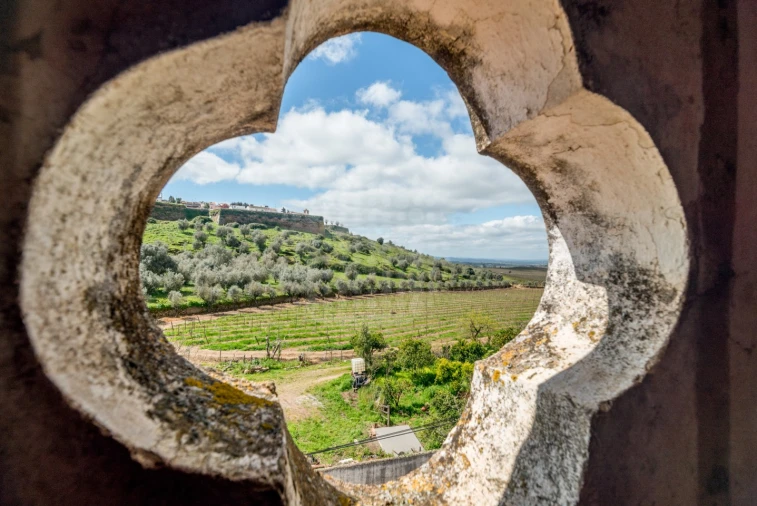 Quinta T10 para Venda em Estremoz (Santa Maria e Santo André) Foto 8