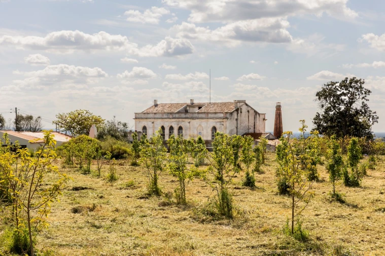 Quinta T10 para Venda em Estremoz (Santa Maria e Santo André) Foto 24