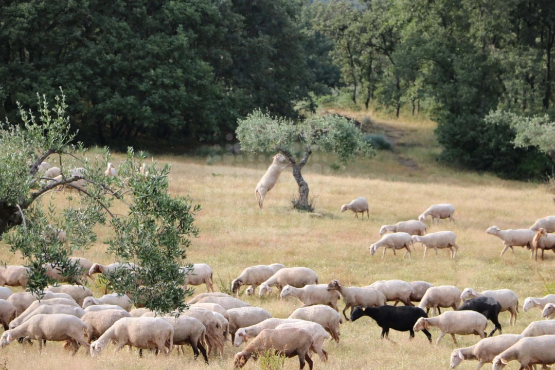 Quinta para Venda em Monsanto e Idanha-A-Velha Foto 11