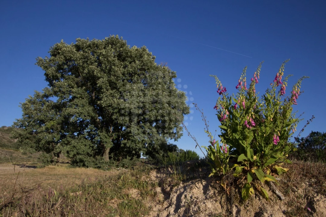 Quinta para Venda em Monsanto e Idanha-A-Velha Foto 18