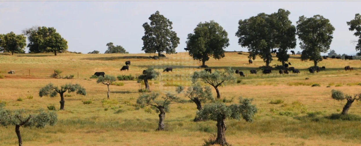 Quinta para Venda em Monsanto e Idanha-A-Velha Foto 9
