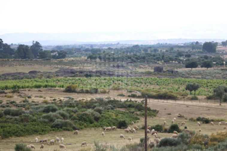 Quinta para Venda em Monsanto e Idanha-A-Velha Foto 10