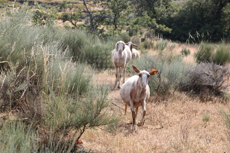 Quinta para Venda em Monsanto e Idanha-A-Velha Foto 12