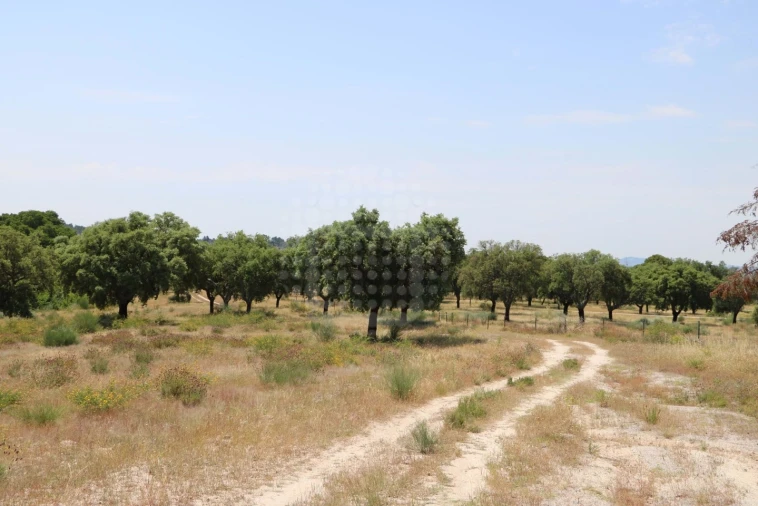 Quinta para Venda em Monsanto e Idanha-A-Velha Foto 16
