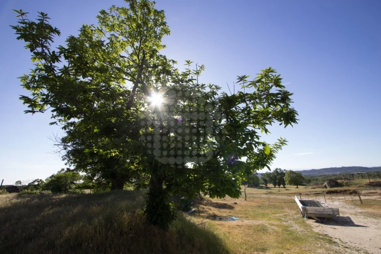 Quinta para Venda em Monsanto e Idanha-A-Velha Foto 20
