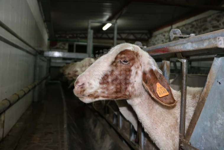 Quinta para Venda em Monsanto e Idanha-A-Velha Foto 24