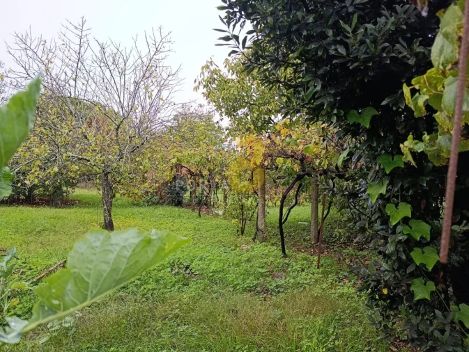 Prédio para Venda em Custóias, Leça do Balio e Guifões Foto 13