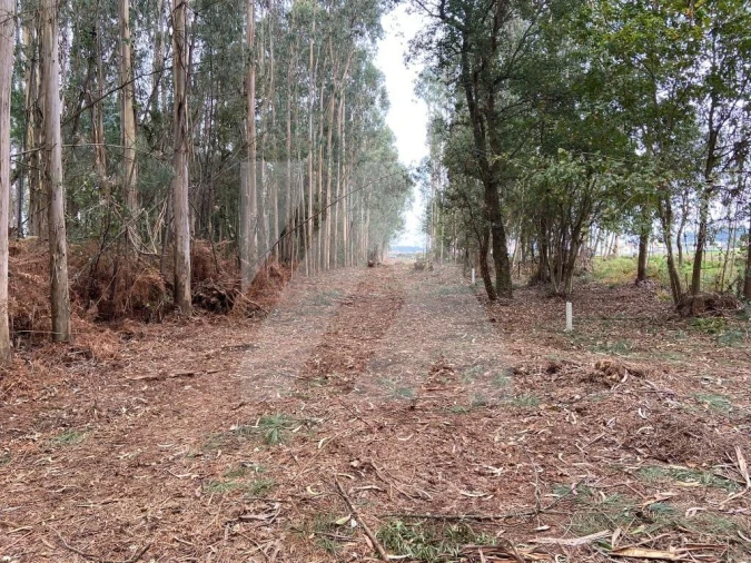 Terreno para Venda em Ovar, São João, Arada e São Vicente de Pereira Jusã Foto 2