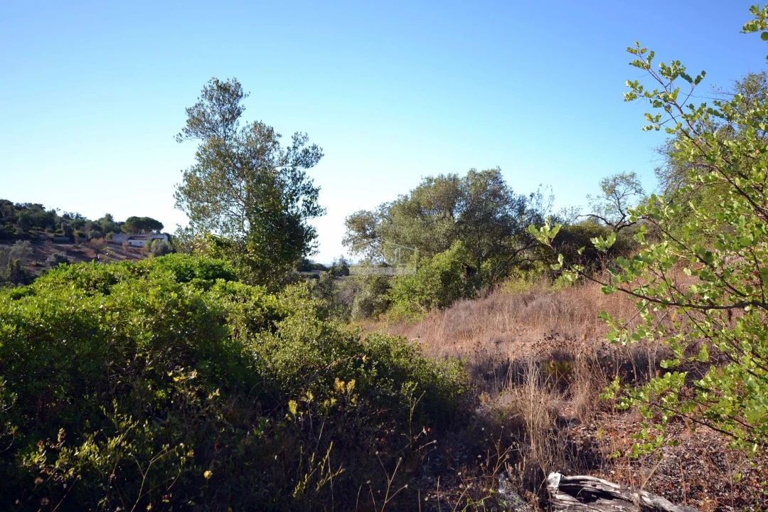 Terreno para Venda em Loule (São Sebastião) Foto 5