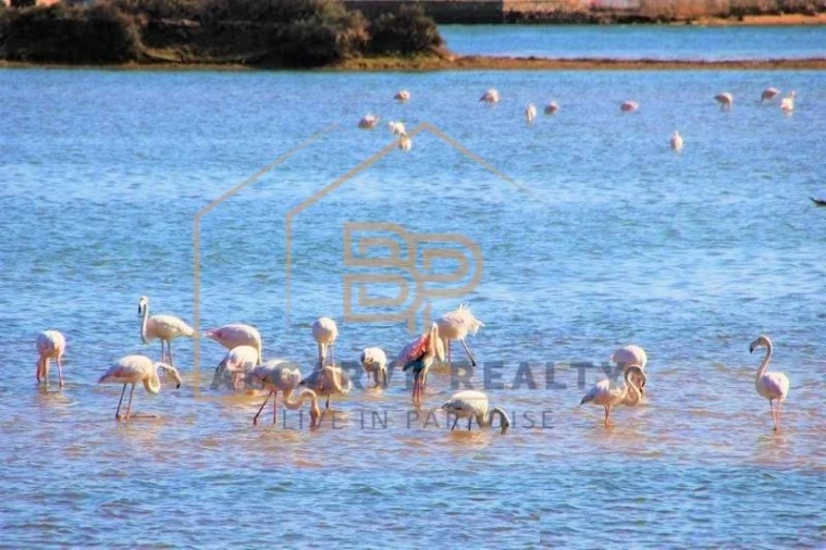 Terreno para Venda em Estômbar e Parchal Foto 6