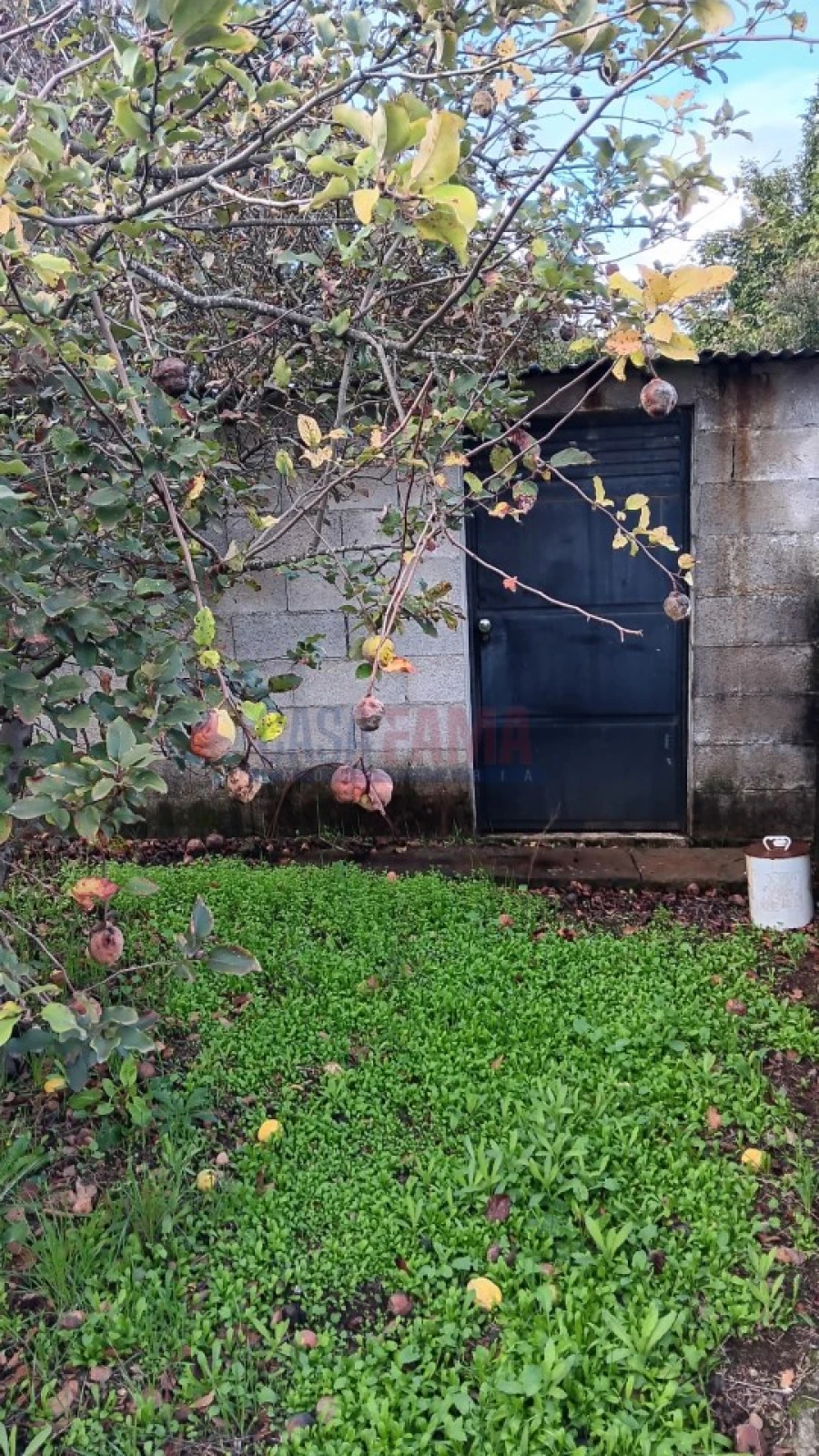 Terreno Agricola ou Rústico para Arrendamento em Santo Tirso, Couto (Santa Cristina e São Miguel) e Burgães Foto 17
