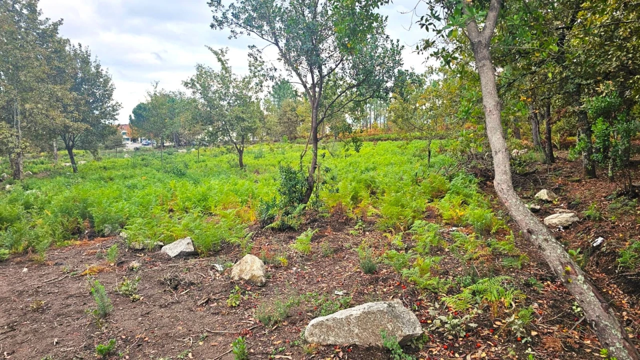 Terreno Agricola ou Rústico para Venda em Rio de Loba Foto 5