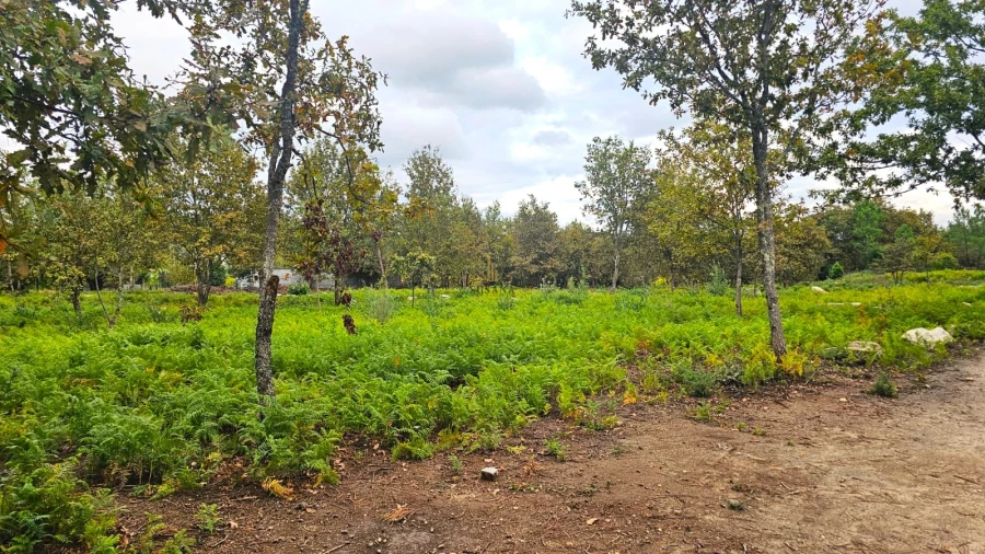Terreno Agricola ou Rústico para Venda em Rio de Loba Foto 1