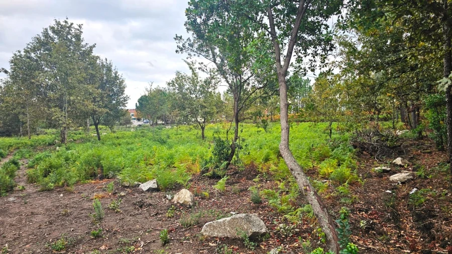 Terreno Agricola ou Rústico para Venda em Rio de Loba Foto 6