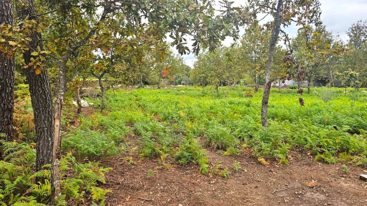 Terreno Agricola ou Rústico para Venda em Rio de Loba Foto 3