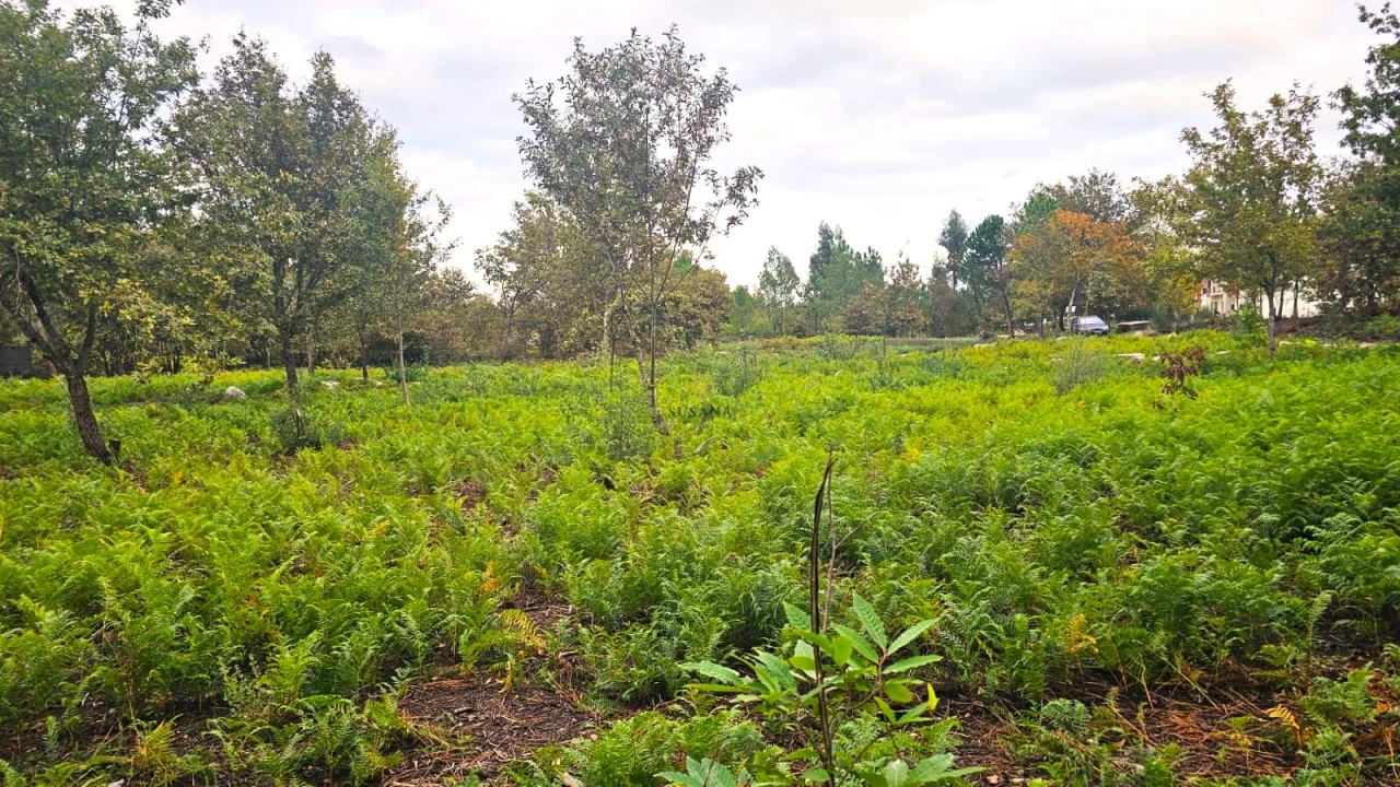 Terreno Agricola ou Rústico para Venda em Rio de Loba Foto 4