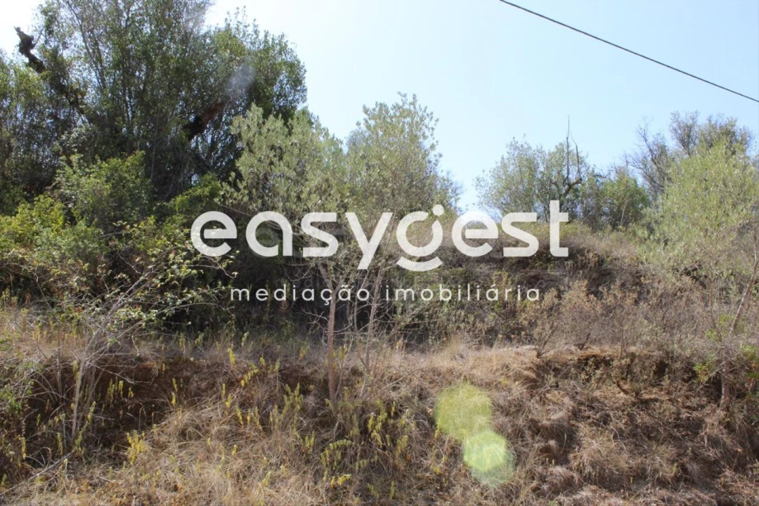 Terreno para Venda em Madalena e Beselga Foto 4