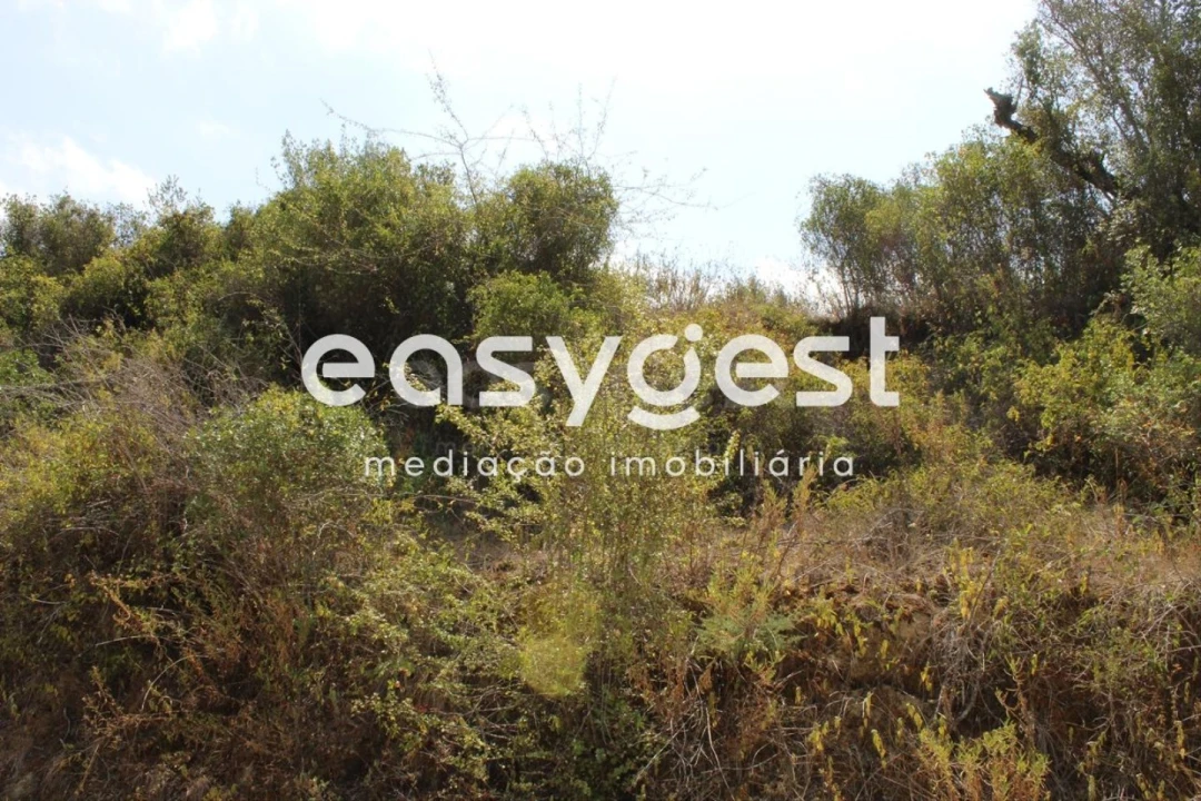 Terreno para Venda em Madalena e Beselga Foto 7