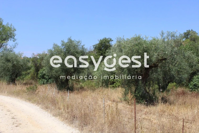 Terreno para Venda em Madalena e Beselga