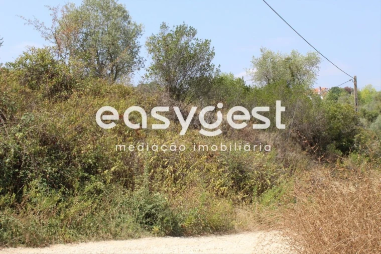 Terreno para Venda em Madalena e Beselga Foto 2