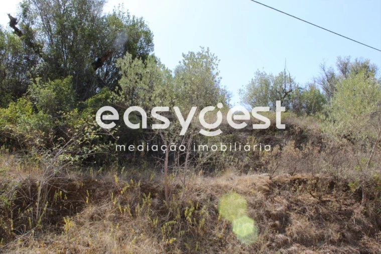 Terreno para Venda em Madalena e Beselga Foto 4