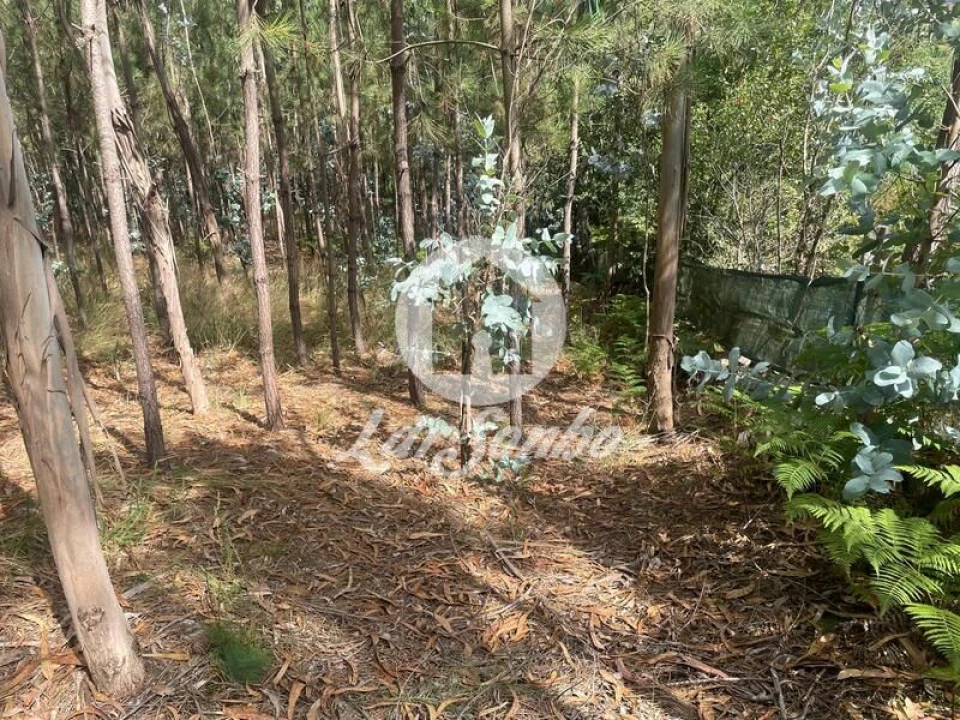 Terreno Agricola ou Rústico para Venda em Bagunte, Ferreiró, Outeiro Maior e Parada Foto 8