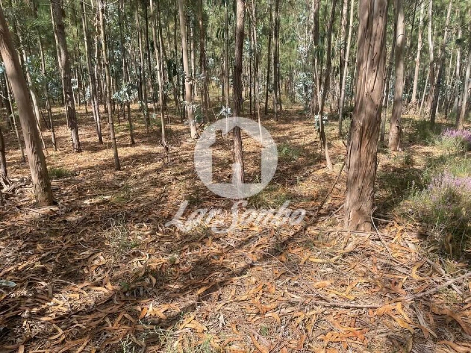 Terreno Agricola ou Rústico para Venda em Bagunte, Ferreiró, Outeiro Maior e Parada Foto 9