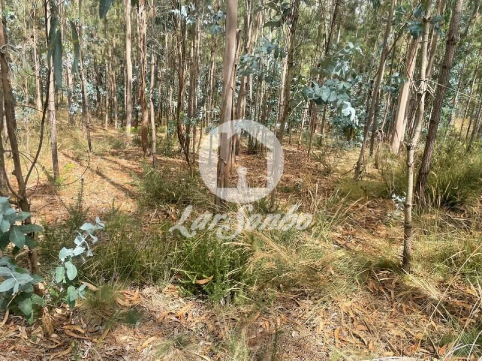 Terreno Agricola ou Rústico para Venda em Bagunte, Ferreiró, Outeiro Maior e Parada Foto 10
