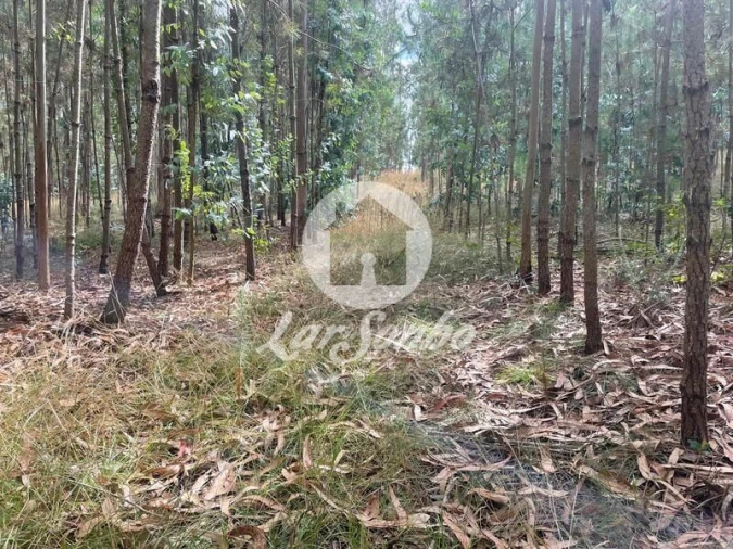 Terreno Agricola ou Rústico para Venda em Bagunte, Ferreiró, Outeiro Maior e Parada Foto 3