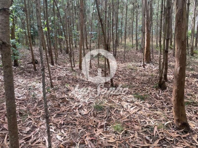 Terreno Agricola ou Rústico para Venda em Bagunte, Ferreiró, Outeiro Maior e Parada Foto 6