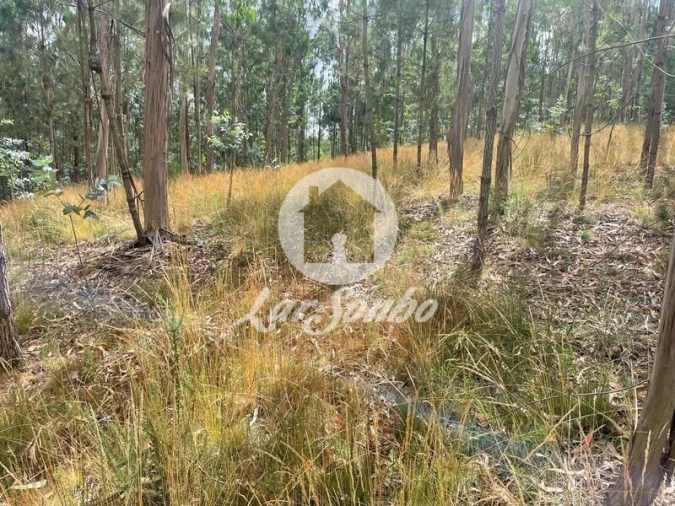 Terreno Agricola ou Rústico para Venda em Bagunte, Ferreiró, Outeiro Maior e Parada Foto 7