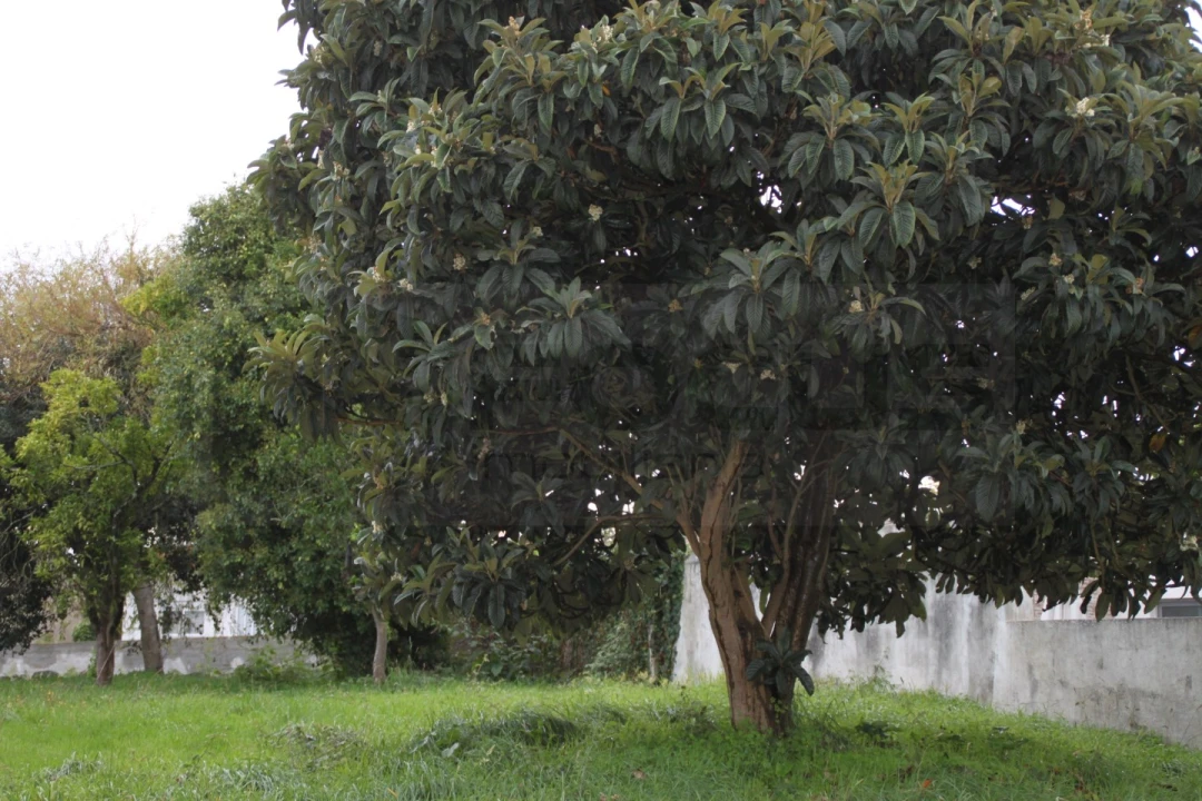 Terreno para Venda em Beduído e Veiros Foto 2