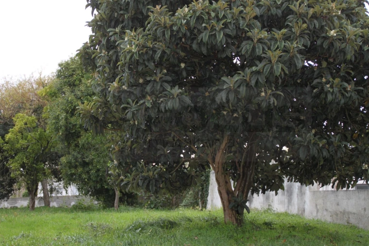 Terreno para Venda em Beduído e Veiros Foto 2