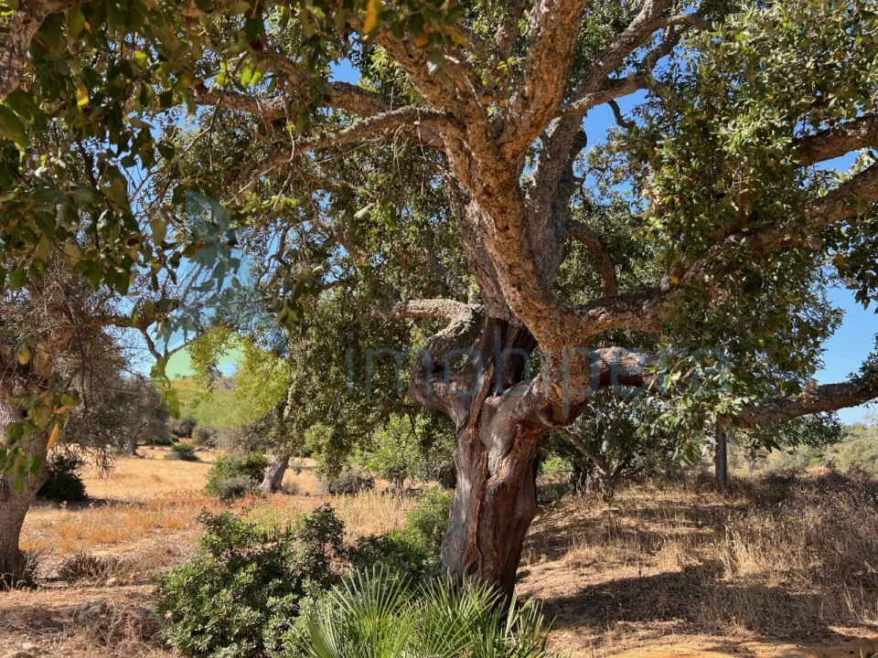 Terreno Agricola ou Rústico para Venda em Guia Foto 11