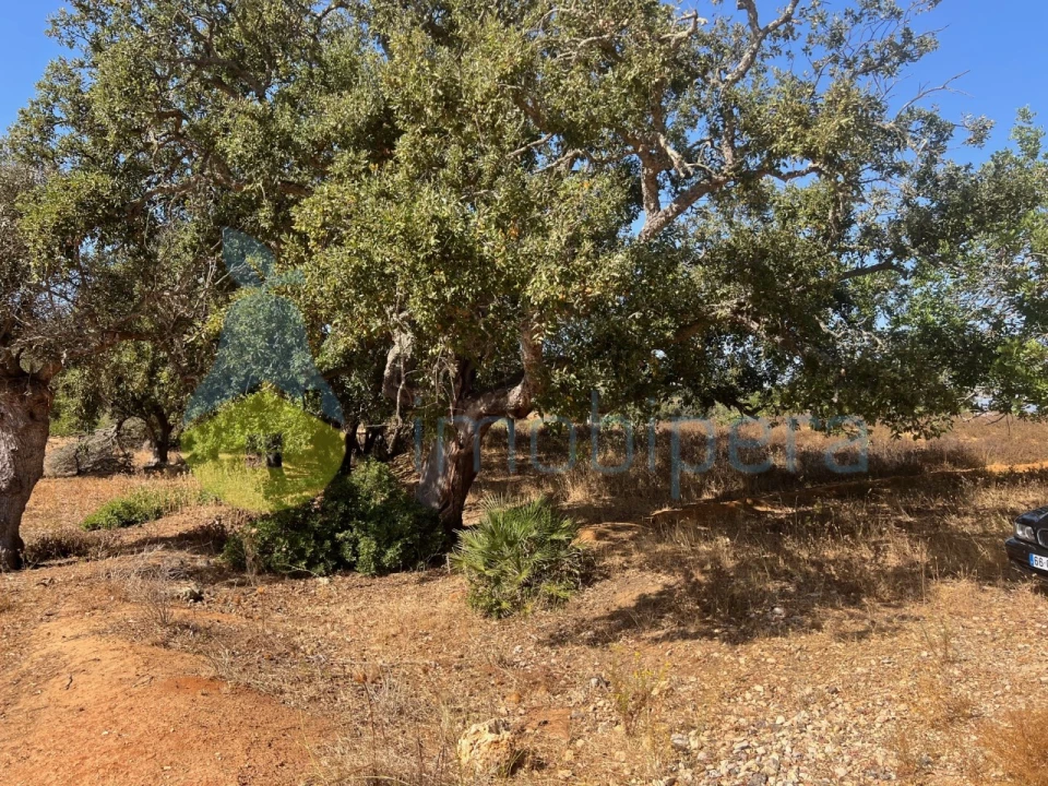 Terreno Agricola ou Rústico para Venda em Guia Foto 19