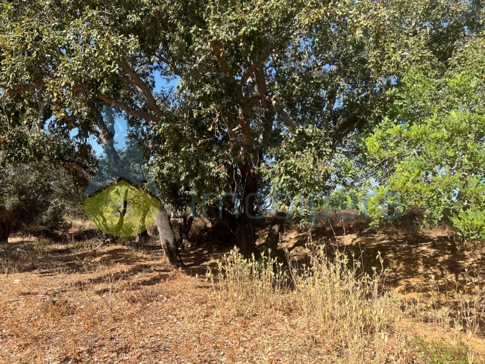 Terreno Agricola ou Rústico para Venda em Guia Foto 21