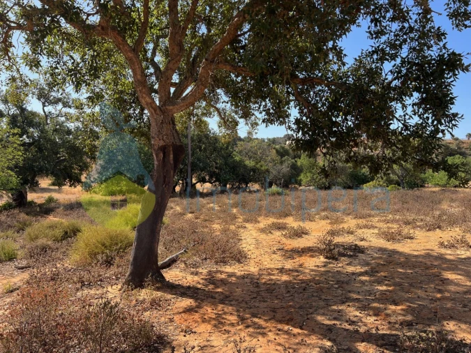 Terreno Agricola ou Rústico para Venda em Guia Foto 2