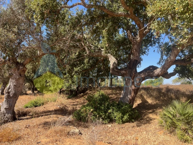 Terreno Agricola ou Rústico para Venda em Guia Foto 20