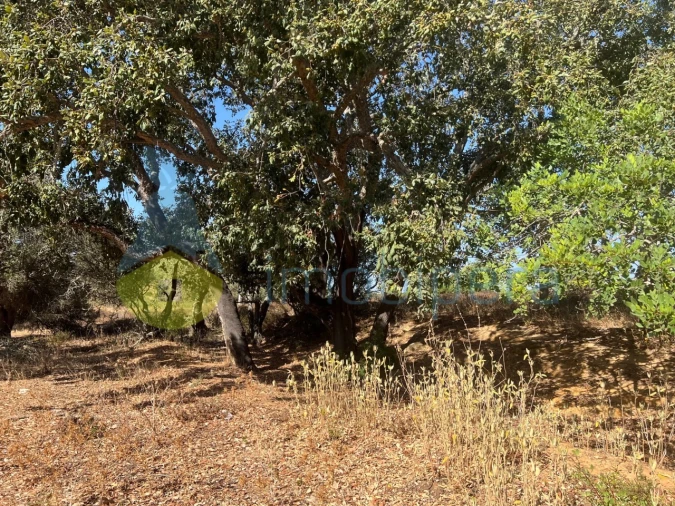 Terreno Agricola ou Rústico para Venda em Guia Foto 21