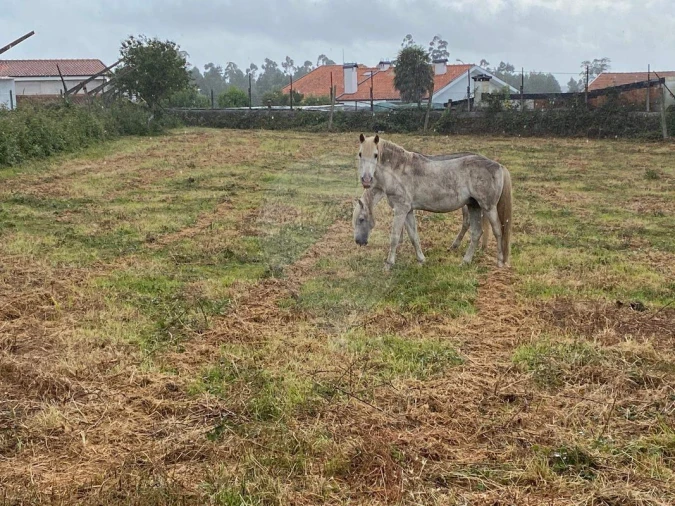 Quinta T5 para Arrendamento em Grijó e Sermonde Foto 35