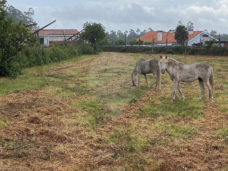 Quinta T5 para Arrendamento em Grijó e Sermonde Foto 34