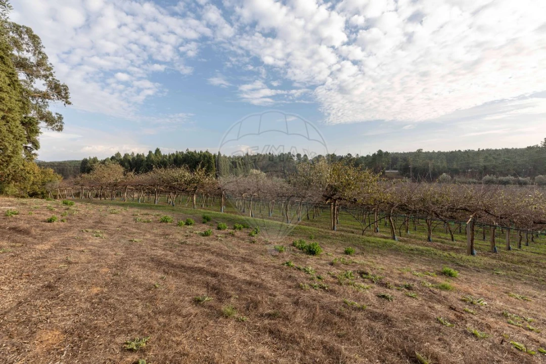 Quinta T8 para Venda em Vacariça Foto 43