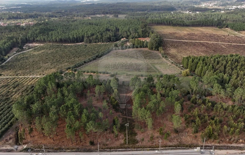 Quinta T8 para Venda em Vacariça Foto 45